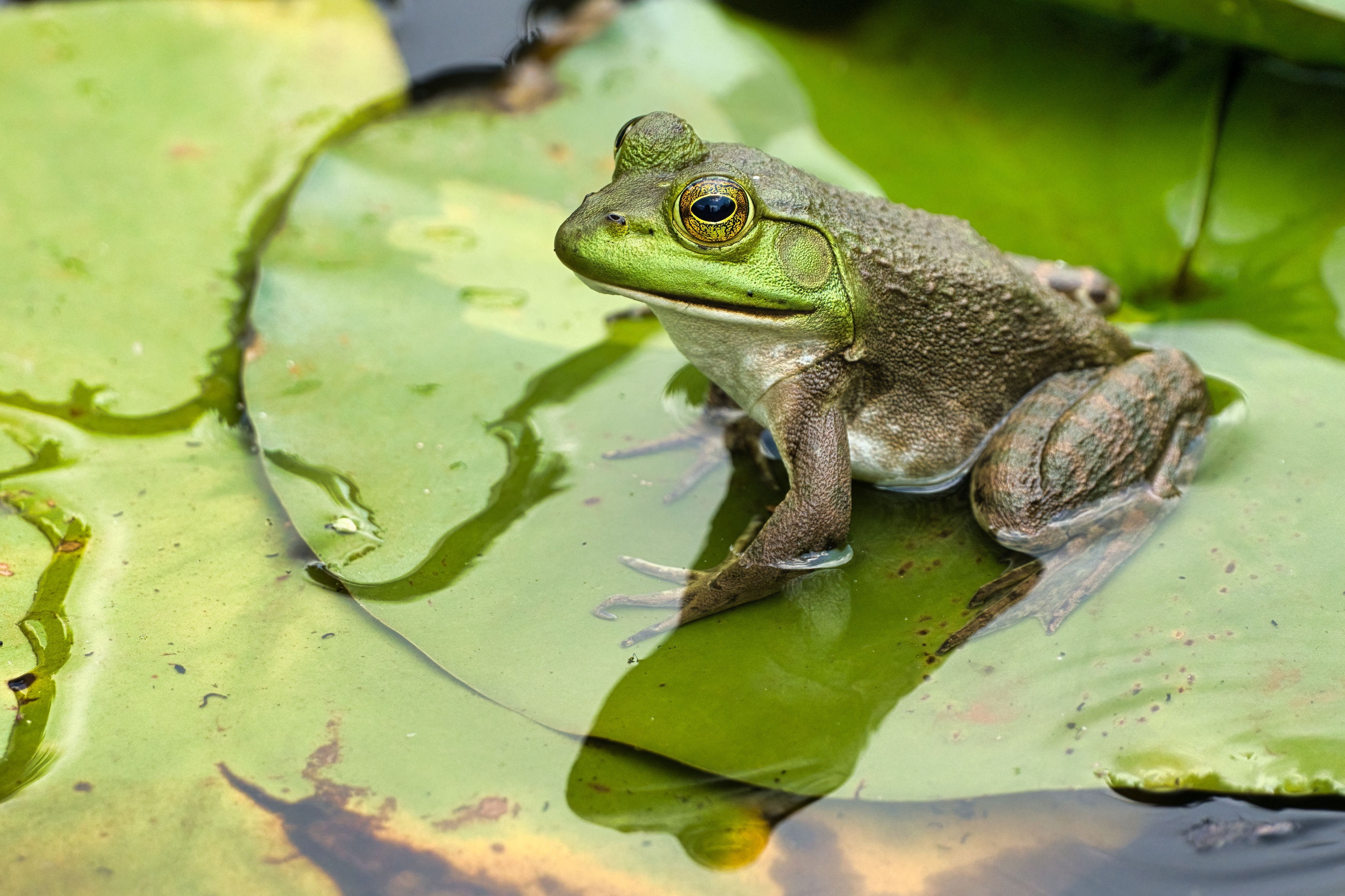 american bullfrog